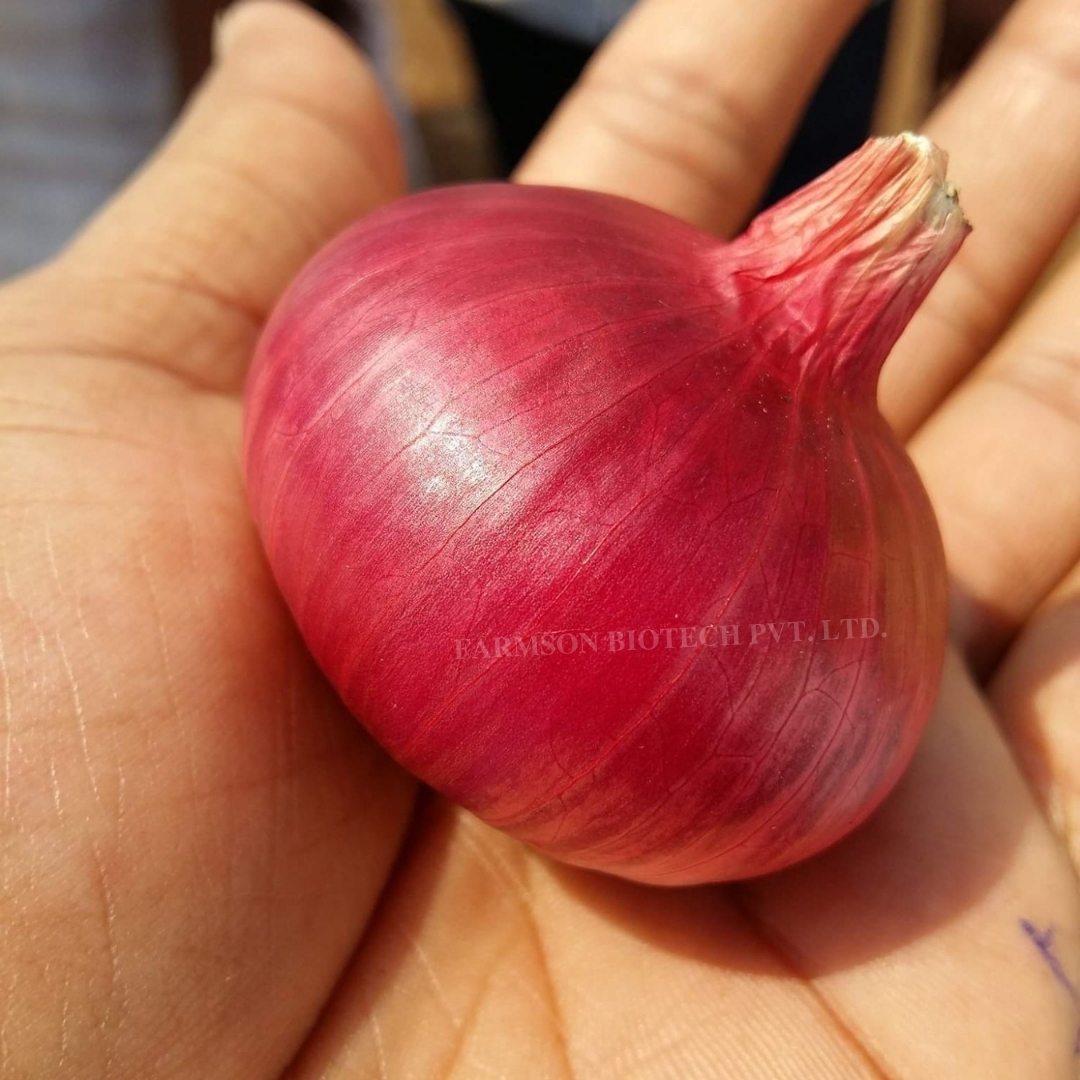 Onion Seeds -Red 11 - Color: Red