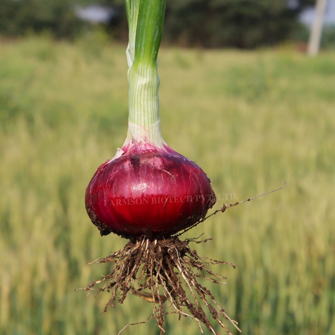 Onion Seeds -Red 11 - Color: Red