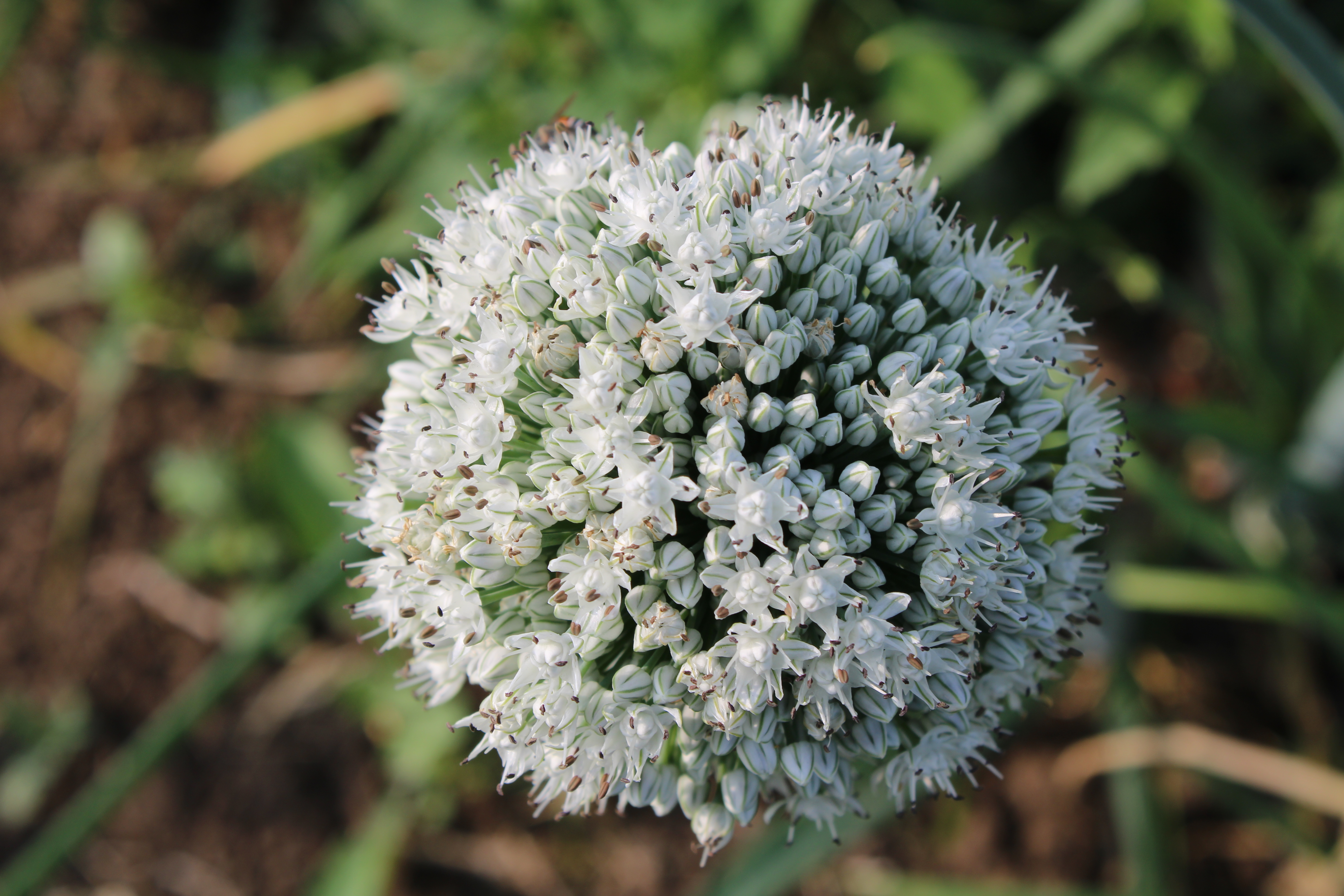 Onion Seeds -Red 11 - Color: Red