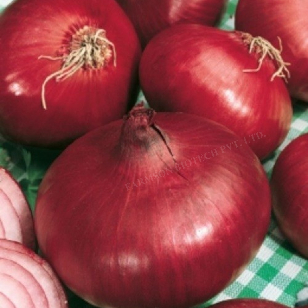 Onion Seeds -1153 - Cultivation Type: Common