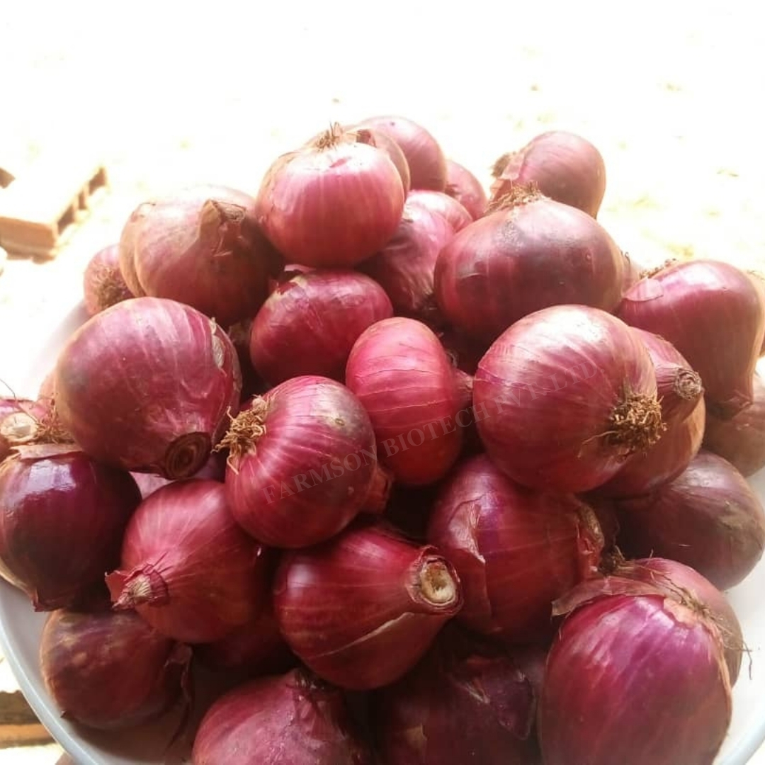 Onion Seeds -1153 - Cultivation Type: Common