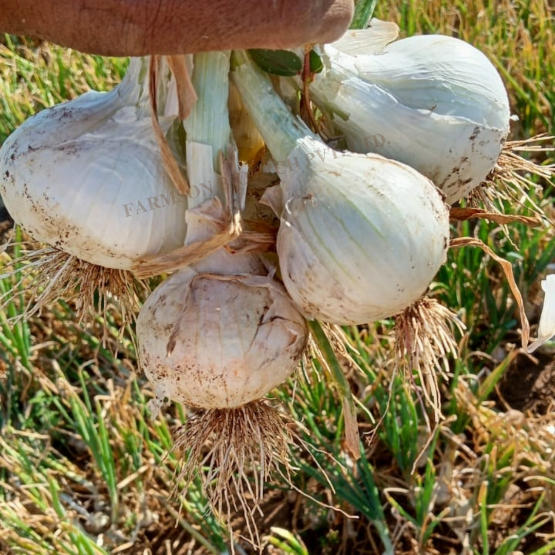 Onion Seedsfb-swet - Color: White