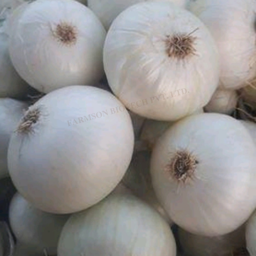 Onion Seedsfb-swet - Color: White