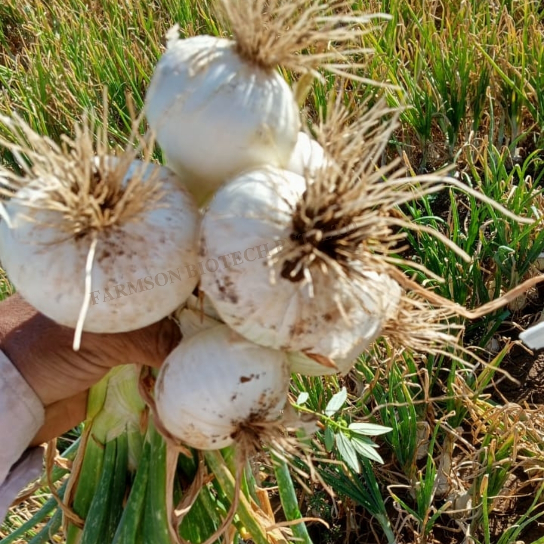 Onion Seedsfb-swet - Color: White