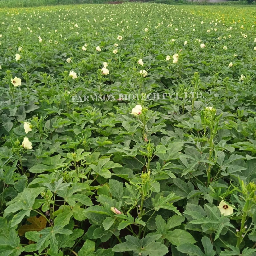 Okra Seeds - 12-14 Cm Long Dark Green Fruits | Hybrid With 95%-99% Purity, Tolerant To Yvmv & Elcv, 9-month Shelf Life, Ideal For Kharif & Summer Seasons