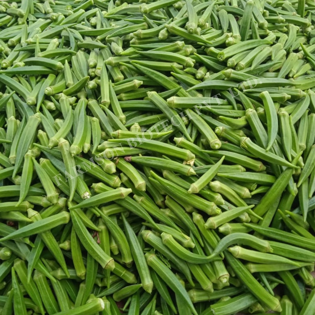 Okra Seeds - 12-14 Cm Long Dark Green Fruits | Hybrid With 95%-99% Purity, Tolerant To Yvmv & Elcv, 9-month Shelf Life, Ideal For Kharif & Summer Seasons
