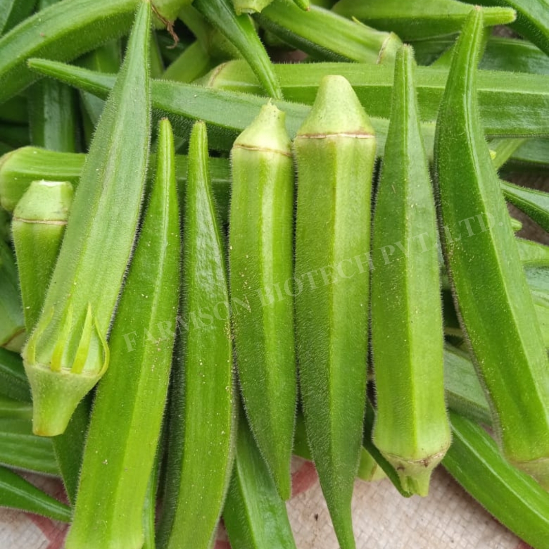Okra Seeds Fb-saket F1 Hybrid - Cultivation Type: Common