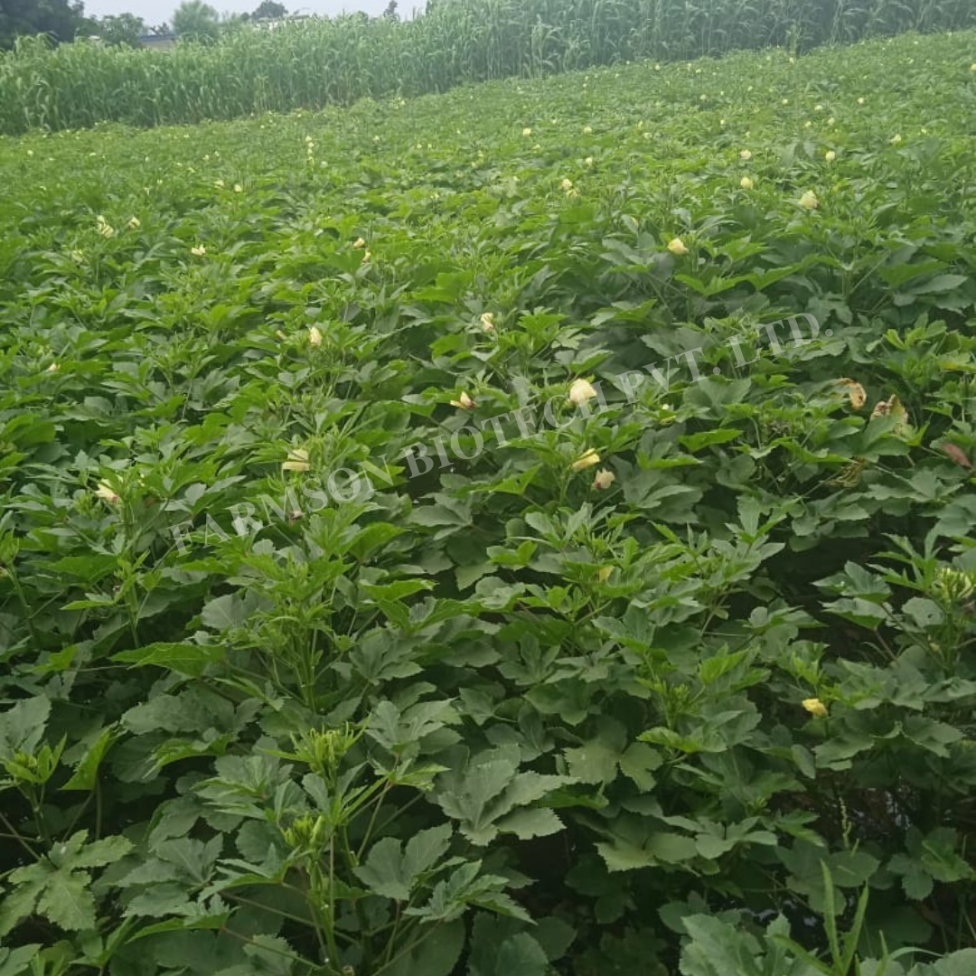 Okra Seeds Fb-saket F1 Hybrid - Cultivation Type: Common