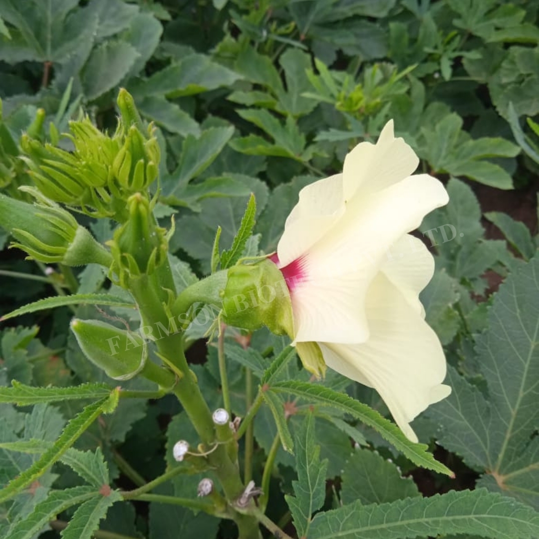 Okra Seeds Fb-saket F1 Hybrid - Cultivation Type: Common