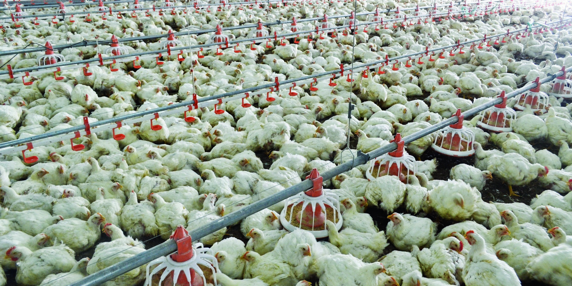 Poultry Automatic Pan Feeding System - Feature: Complete Turnkey
