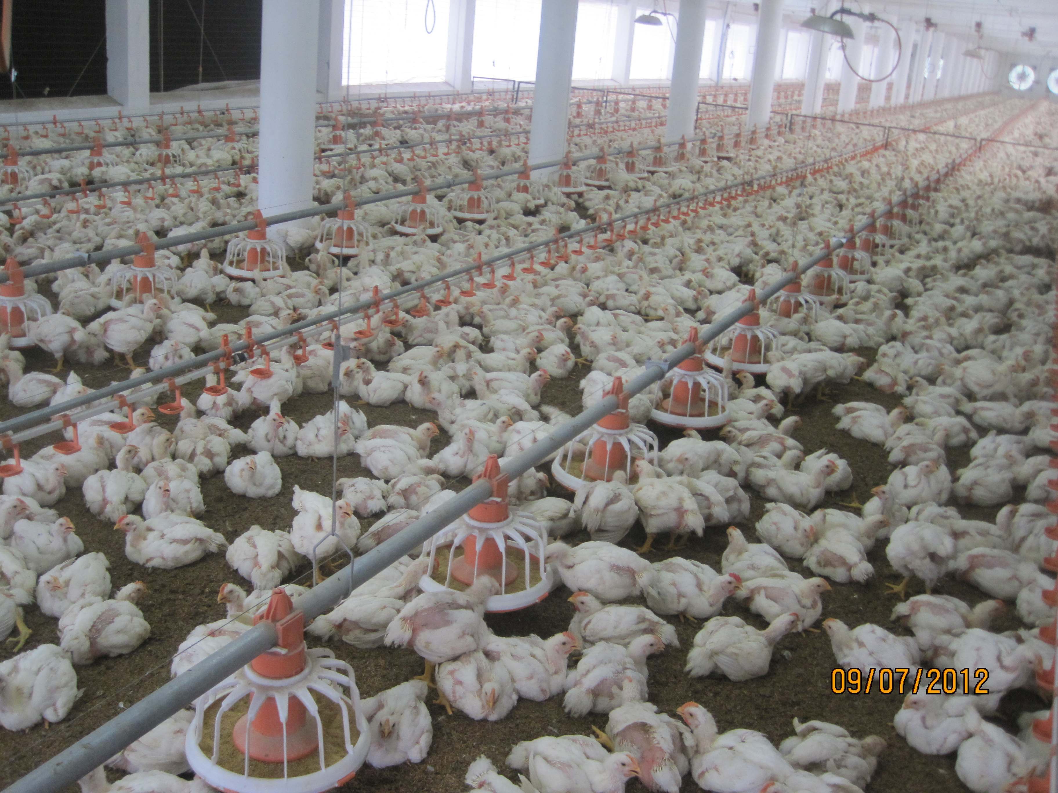 Poultry Automatic Pan Feeding System - Feature: Complete Turnkey