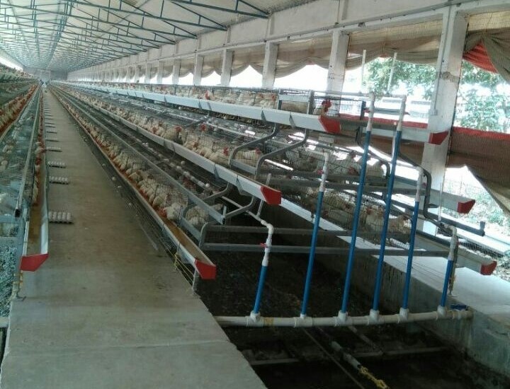 Poultry Layer California Cage - Feature: Good Quality