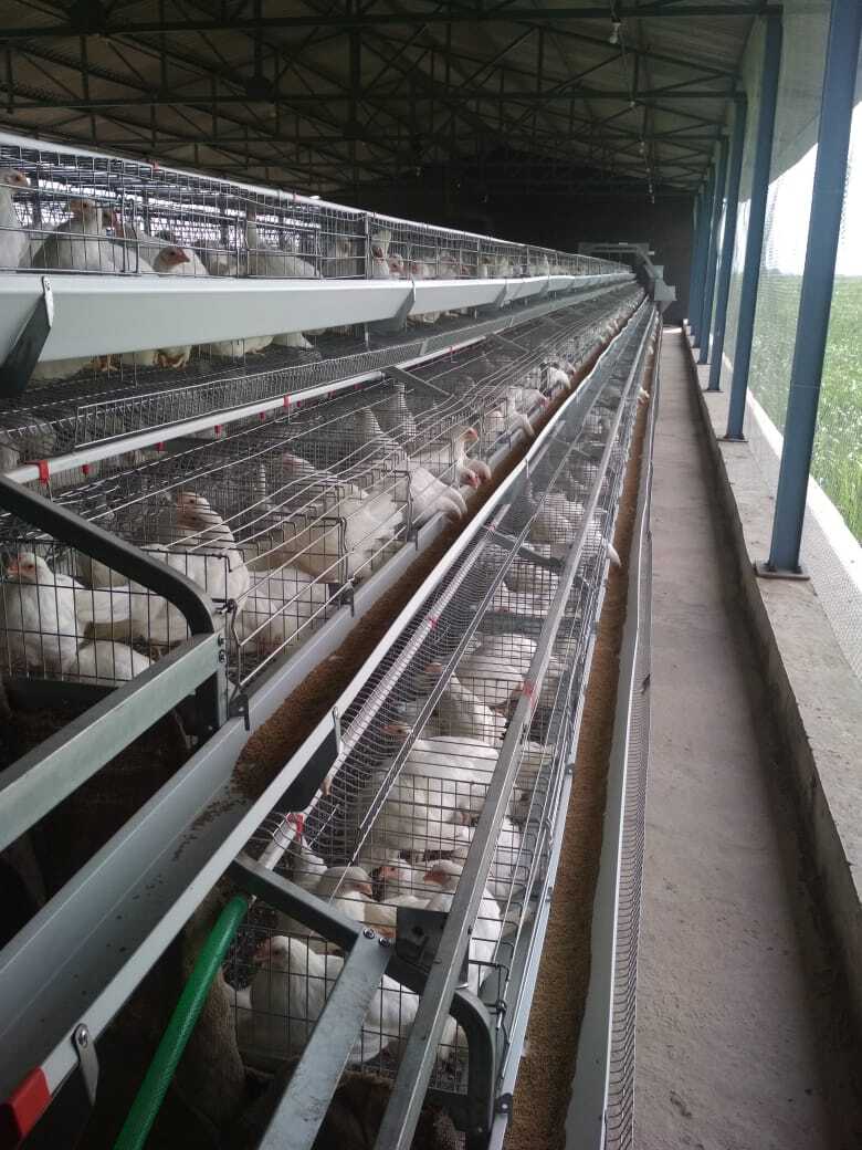 Poultry Layer California Cage - Feature: Good Quality