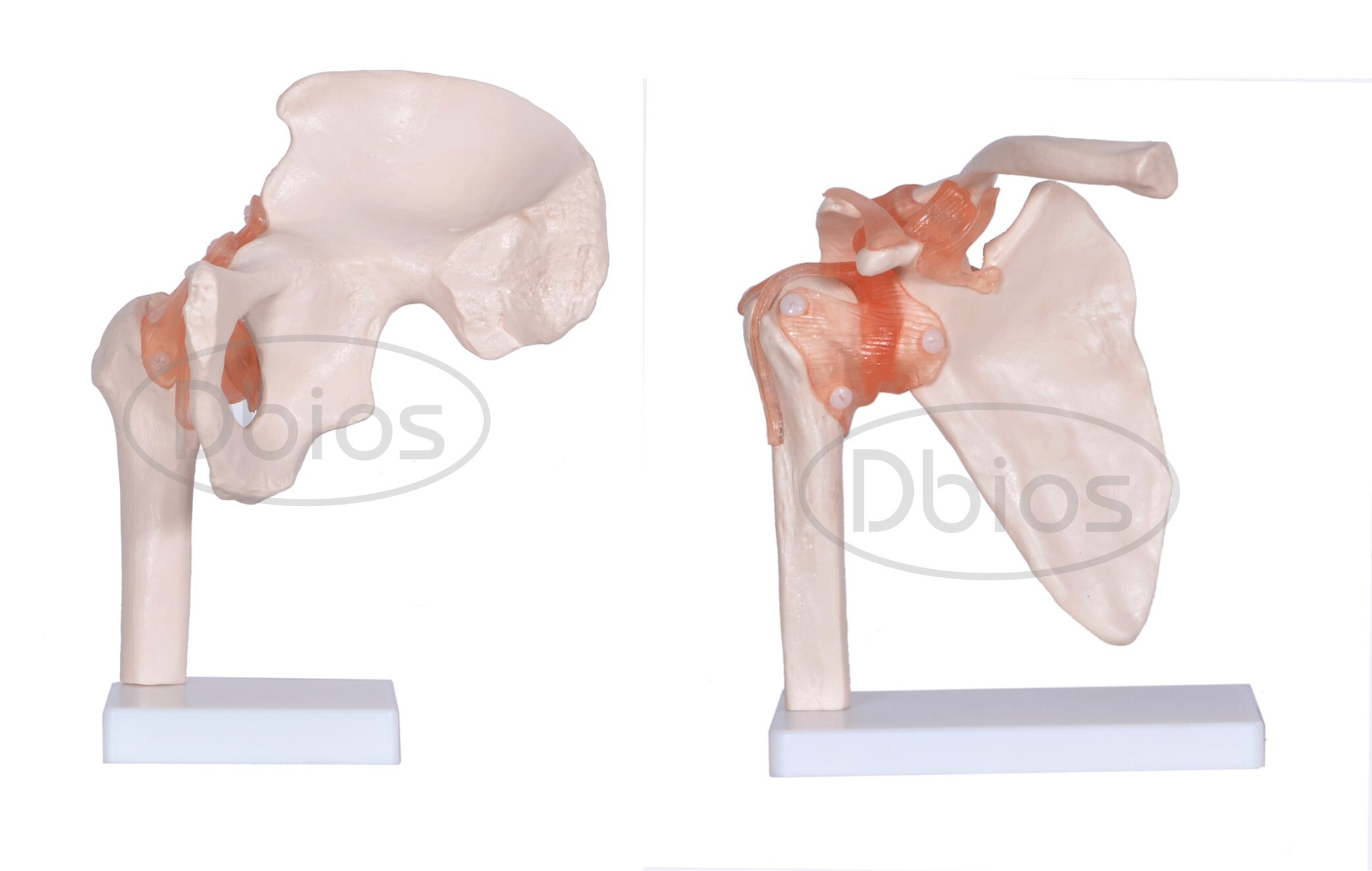 Skeleton And Bones - Pvc 3d Model , Accurate Anatomy Teaching Tool For Biology Labs In Colleges & Schools