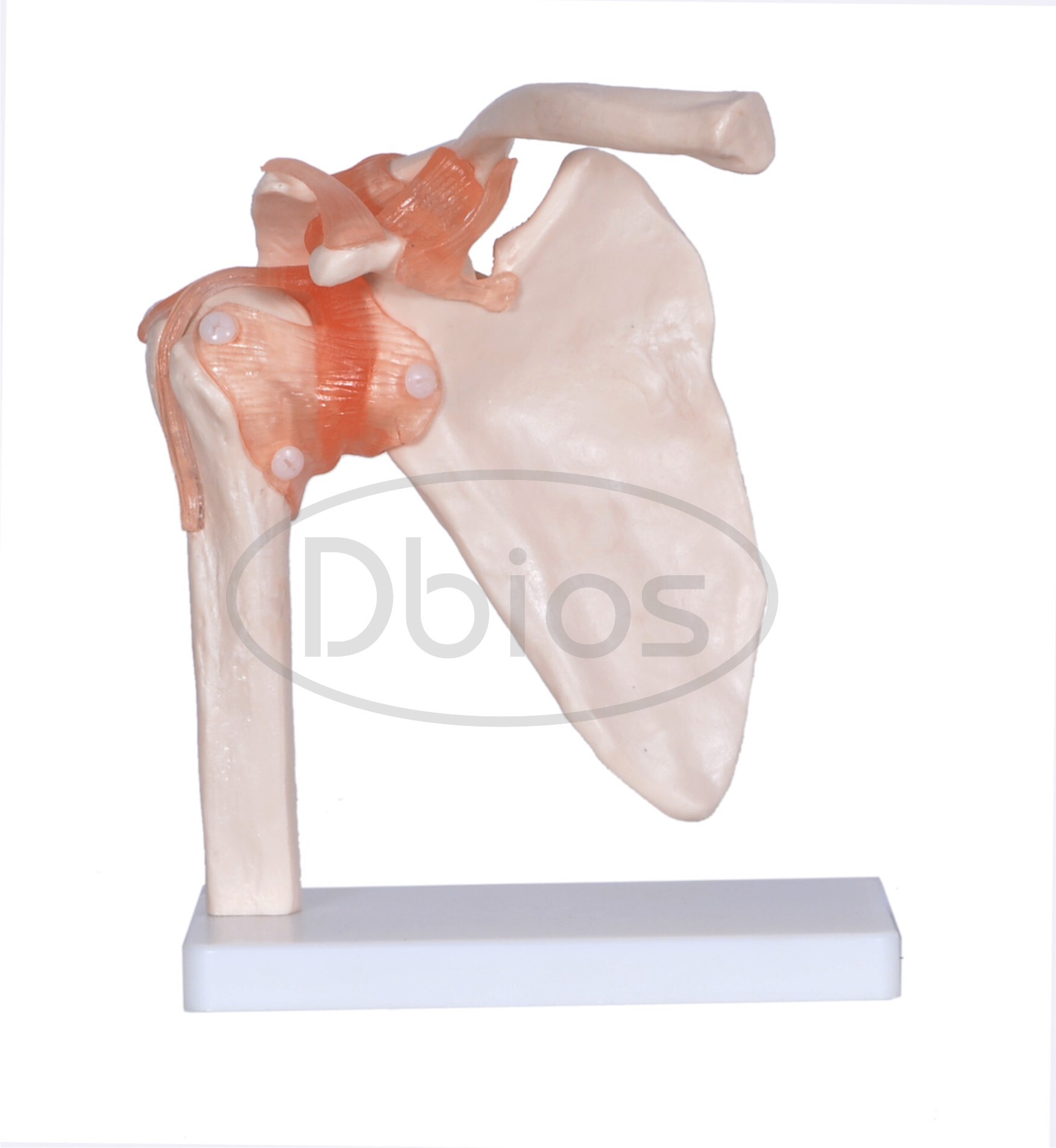Shoulder Joint Model - Color: White