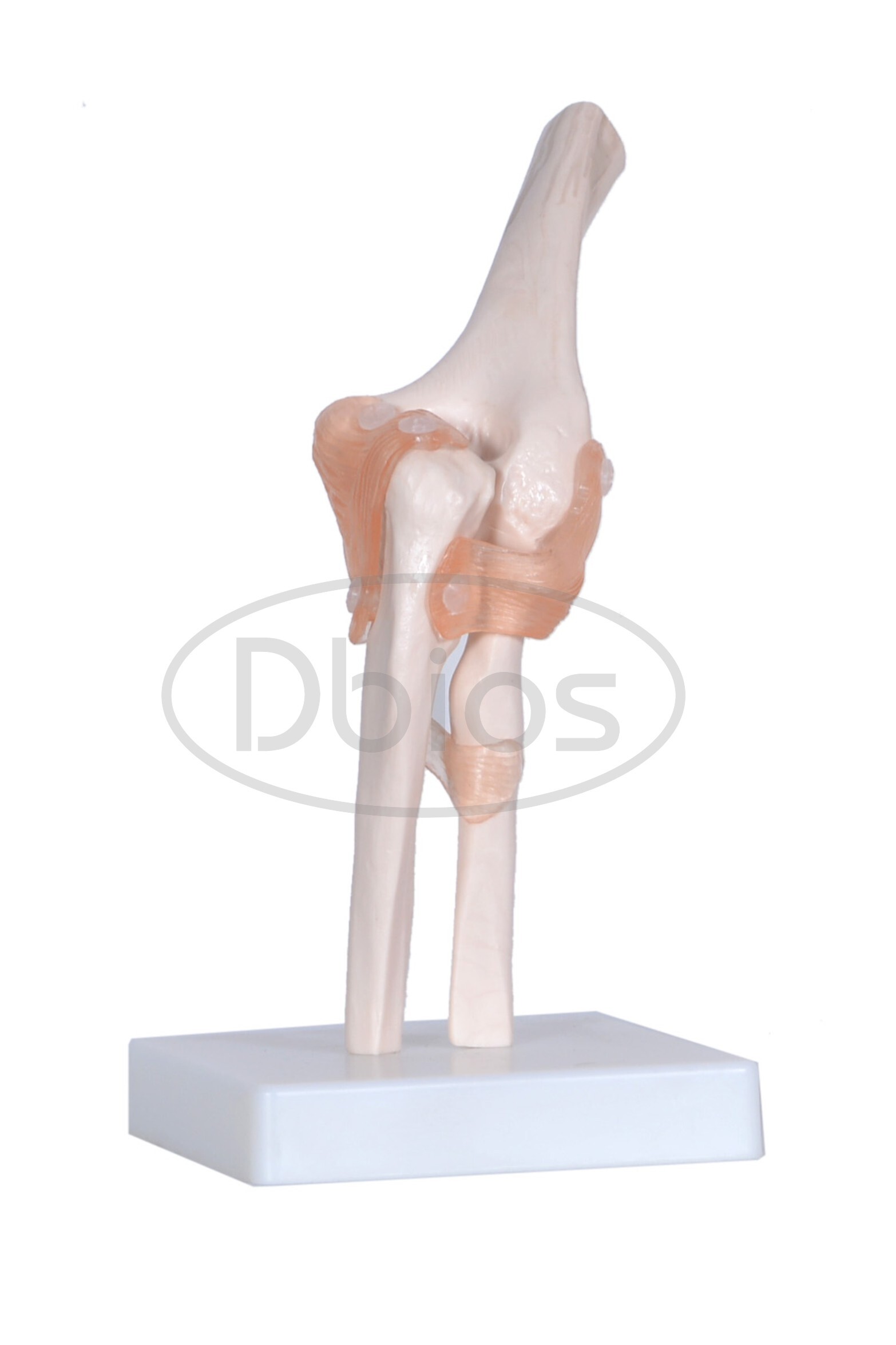 Elbow Joint Models - Pvc Material, Standard Size, White Color | Ideal For Nursing And Medical College Education