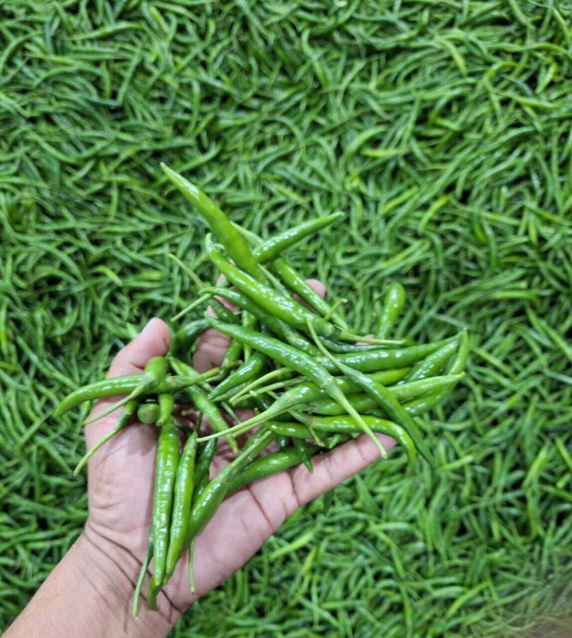 Fresh G4 Green Chilli - 80% Moisture, Raw Natural Shape, No Preservatives, Perfect For Curries And Salads