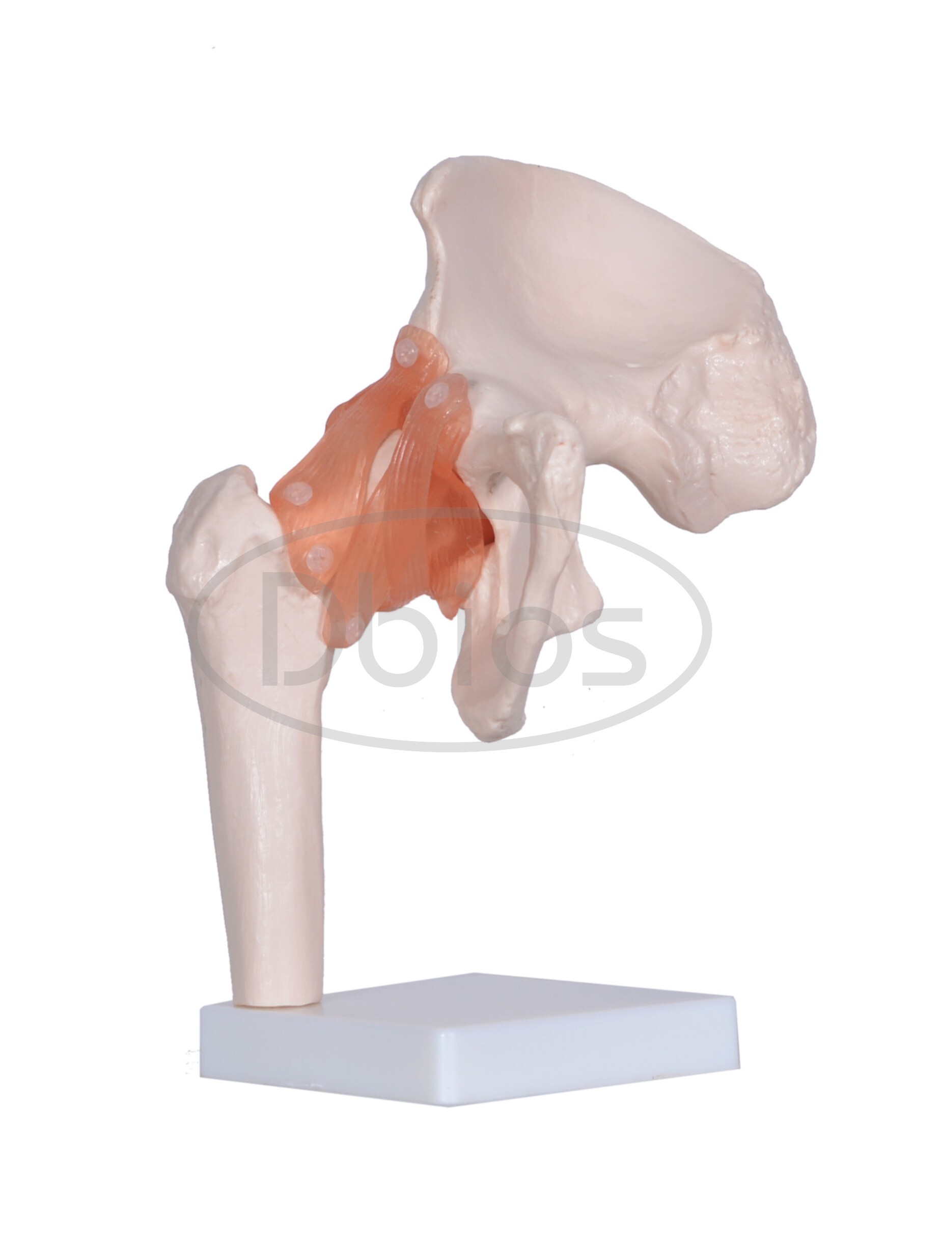 Hip Joint Model - Pvc Material, Standard Size, White Color | Ideal For Nursing And Medical Colleges
