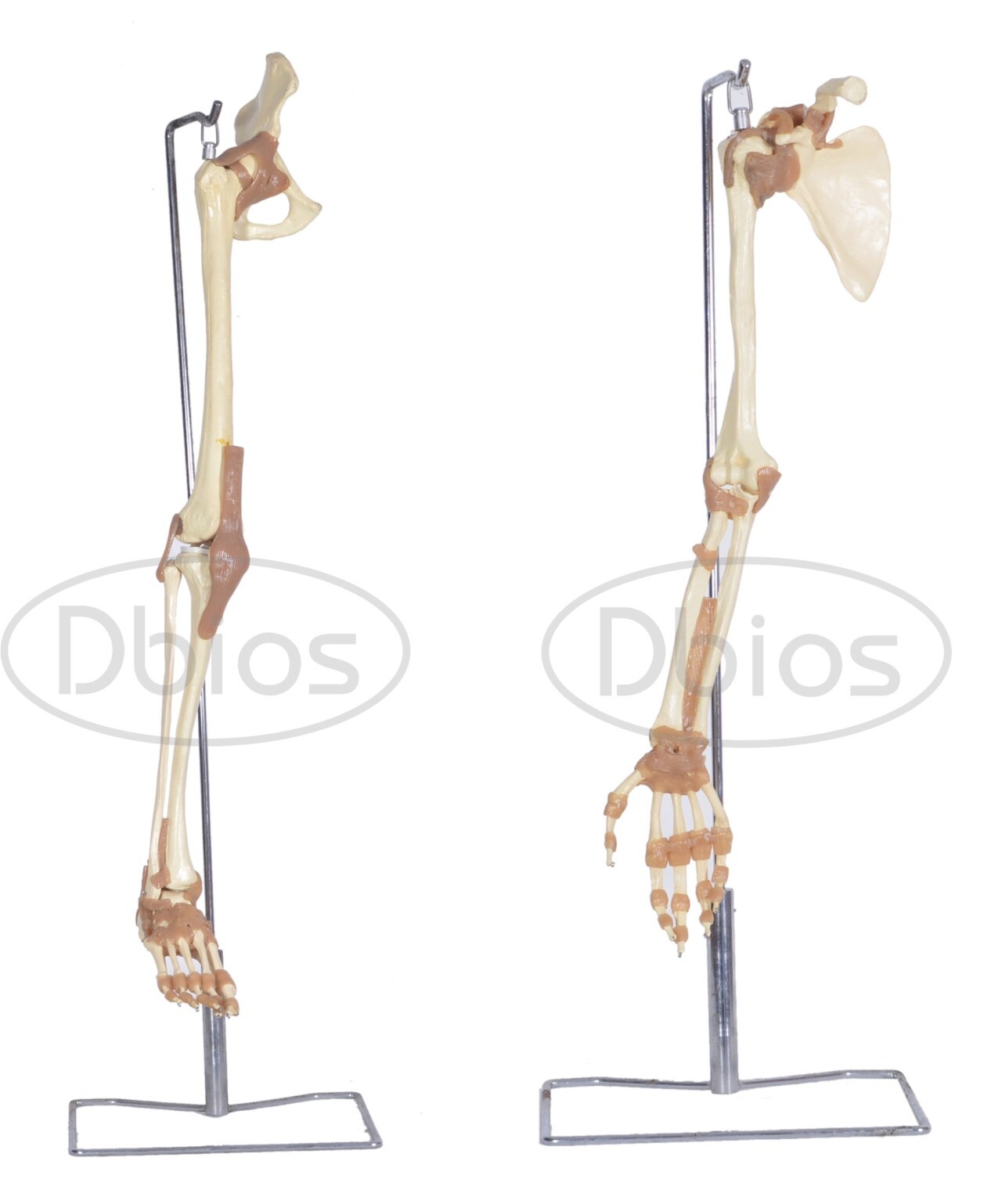 Hip Joint Model - Pvc Material, Standard Size, White Color | Ideal For Nursing And Medical Colleges