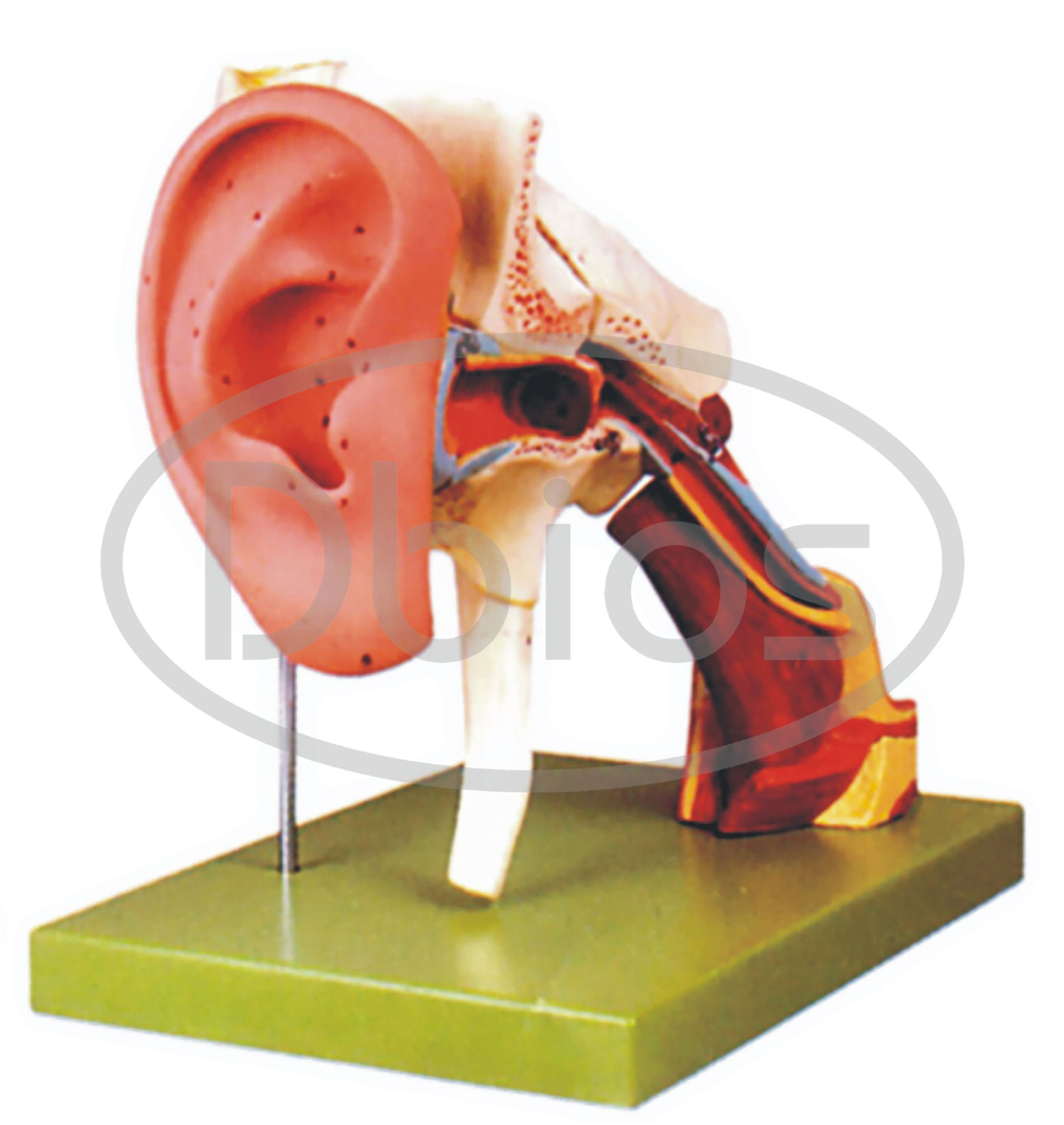 Anatomical Models - Advantage: Study Material