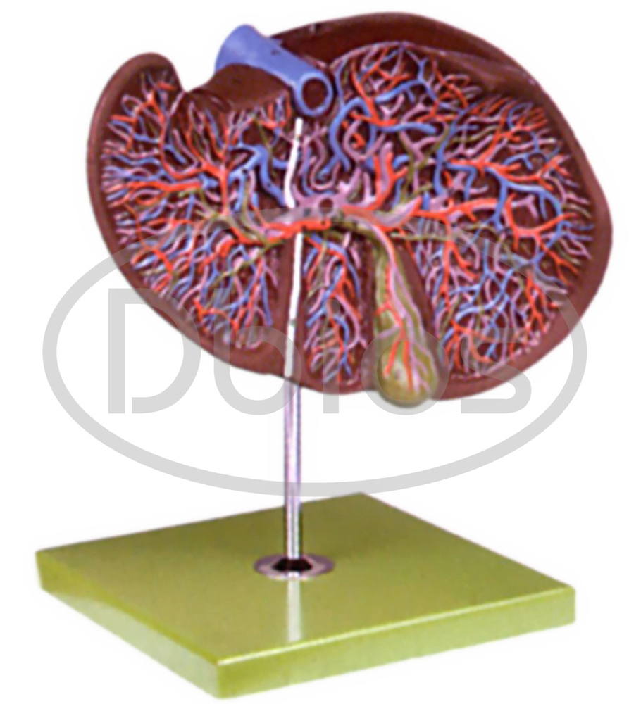 Anatomical Models - Advantage: Study Material