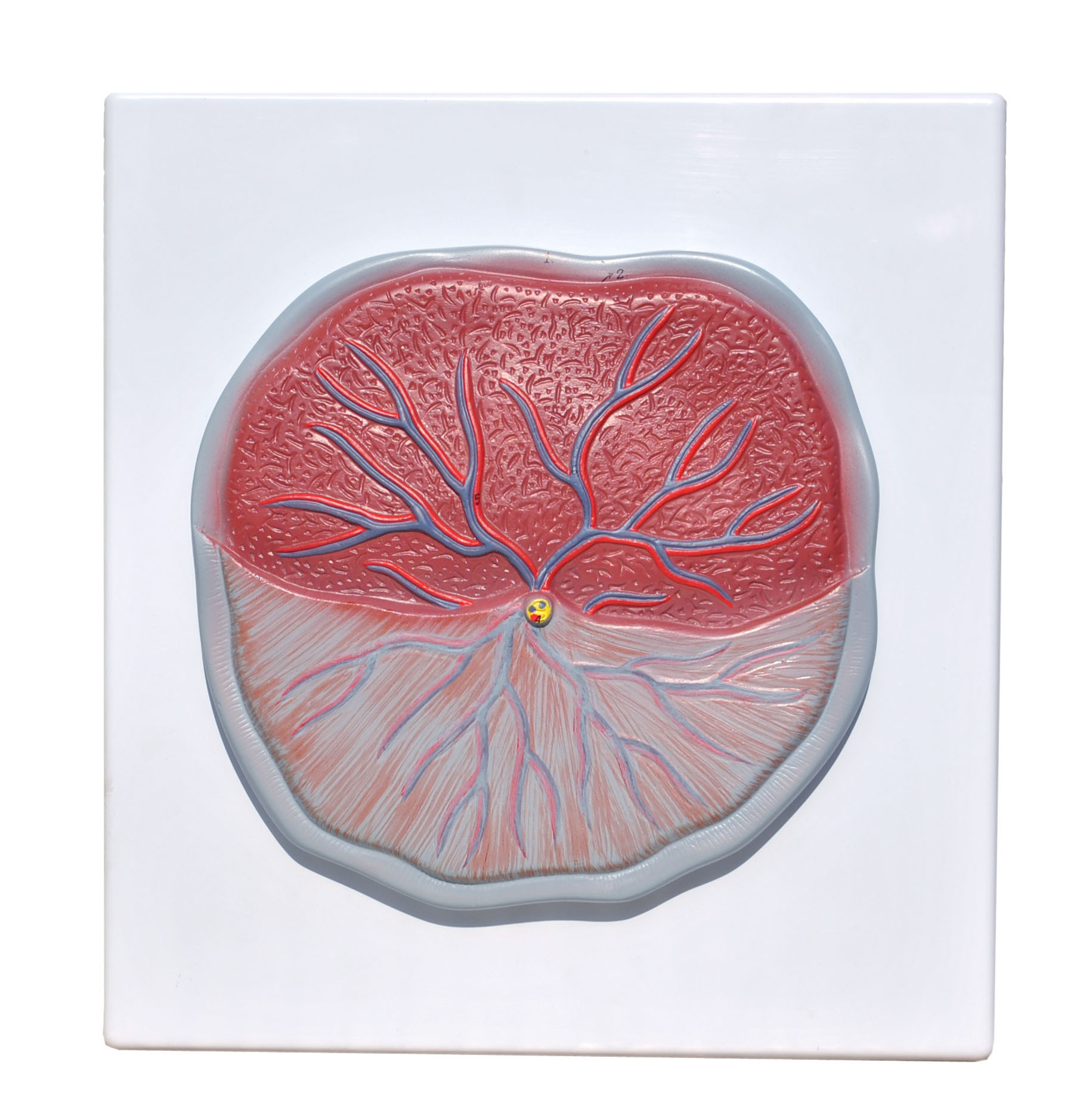 Female Pelvis Model - Color: White