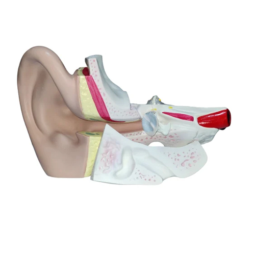 Giant Ear Model - High-Quality PVC, Standard Size, Multi-Color Design | Essential Training Tool for Medical Professionals