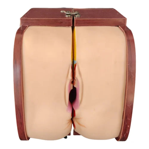 उन्नत महिला IUD निर्देश मॉडल