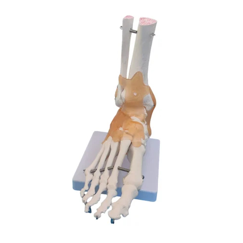 Human Foot Joint Model - Color: Multi Colour