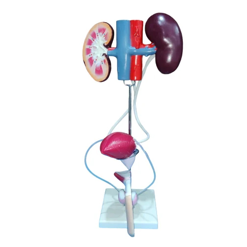 Male Urogenital System Model - Color: Multi Colour