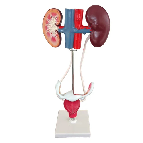 Female Urogenital System Models - Color: Multi Colour
