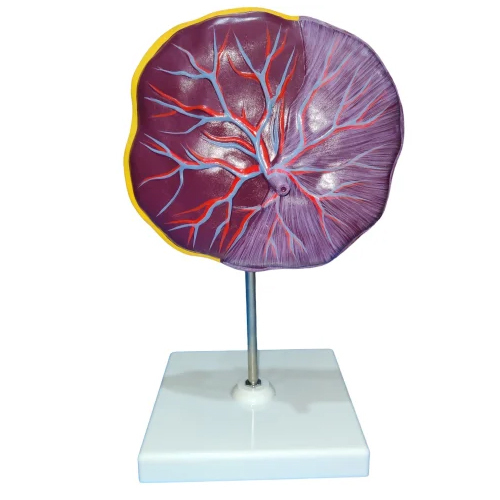 Human Pla Centa Model - Color: Multi Colour