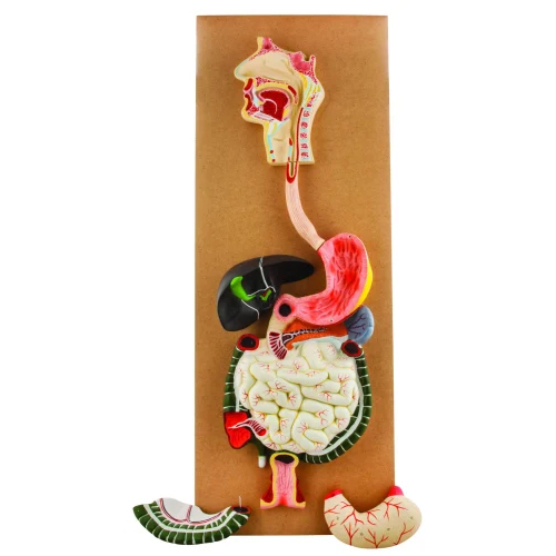 Digestive System Model - Color: Multi Colour