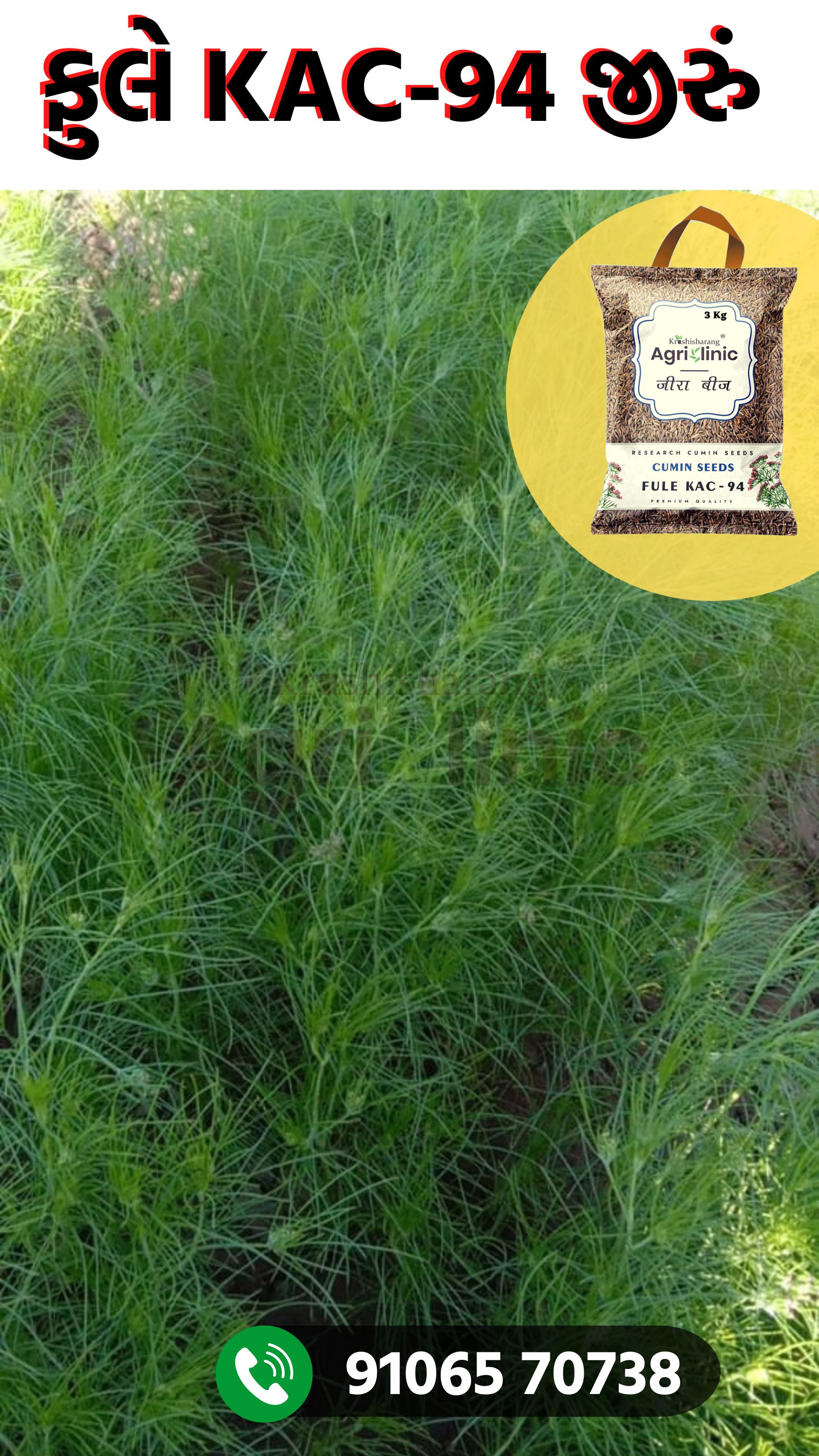 Fule Rimzim Kac-94 Cumin Seeds Purity: 99%