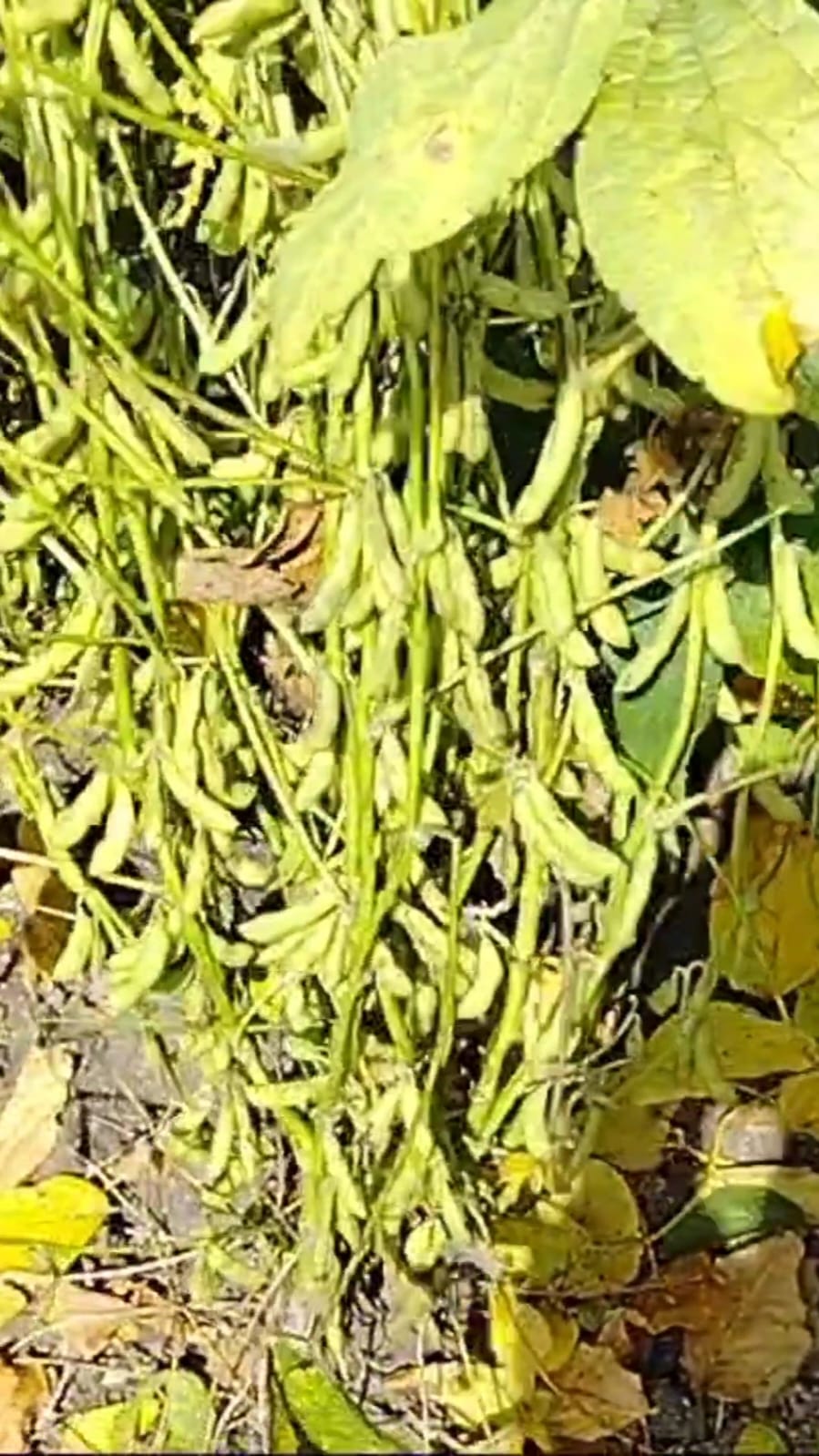 Fule Sangemarmar Fule 155 Soyabean Seeds - 150-160 Days Maturity, 43% Protein, Creamy White Color, 10-12 Kg/acre Seed Rate, 21% Oil Content, 5 Kg Pack, Grade A Quality, 98% Purity