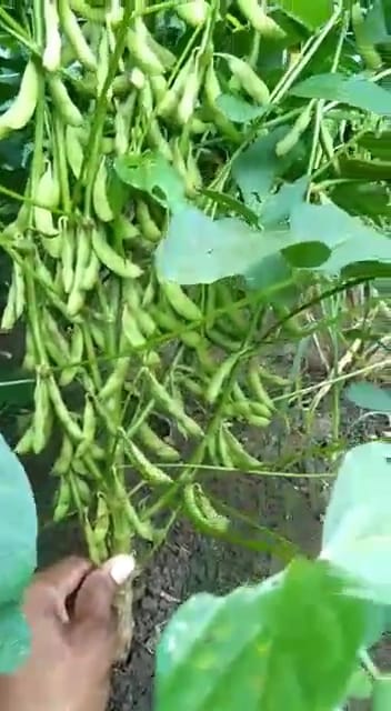 Fule Sangemarmar Fule 155 Soyabean Seeds - 150-160 Days Maturity, 43% Protein, Creamy White Color, 10-12 Kg/acre Seed Rate, 21% Oil Content, 5 Kg Pack, Grade A Quality, 98% Purity