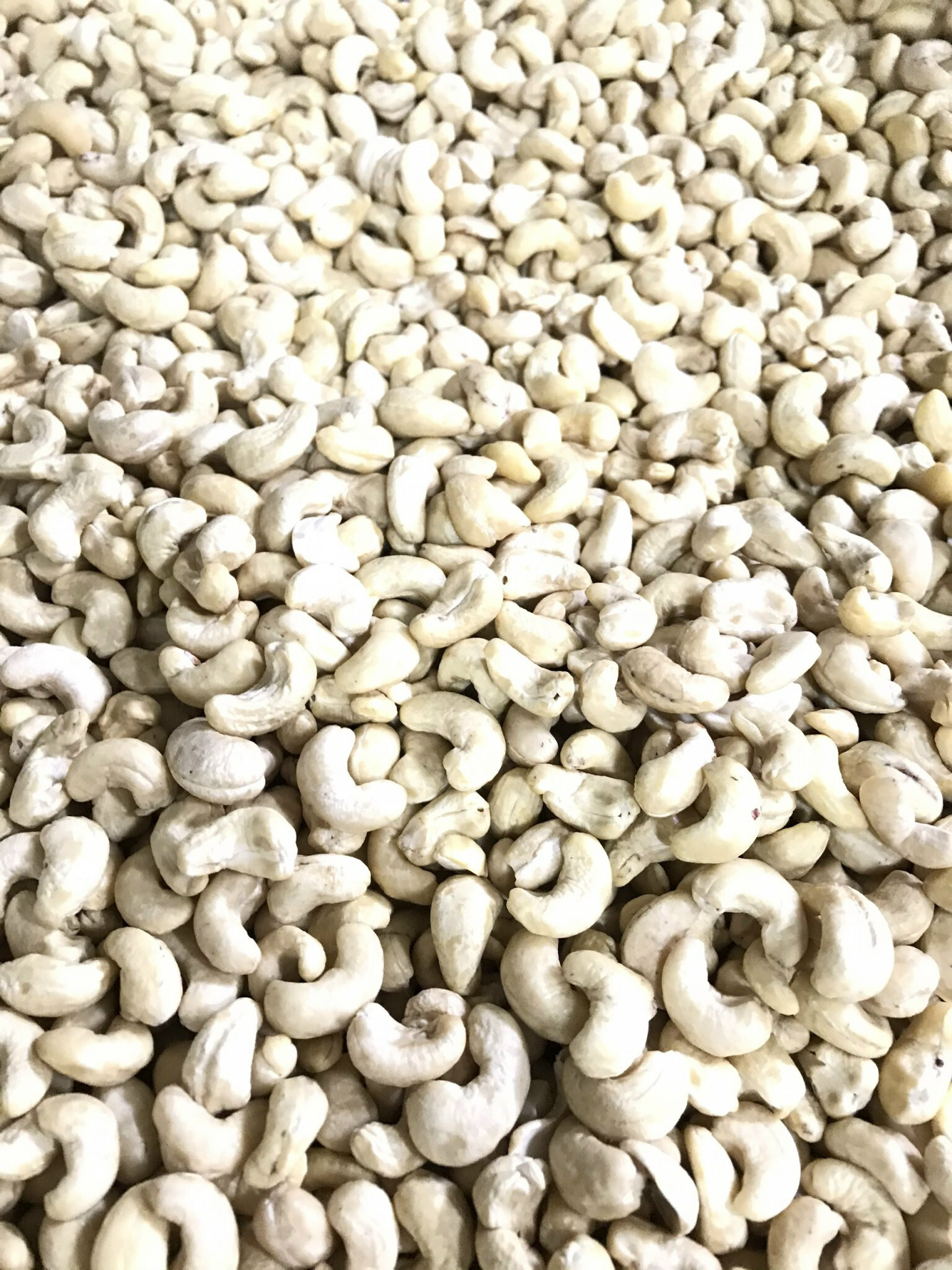 Natural Whole Cashew Nuts - W180 W240 W320 | Organic Dried Pure White Low Moisture 7% 12-month Shelf Life 1000kg Packaging Flavor Varieties: Salted Roasted Fried Raw