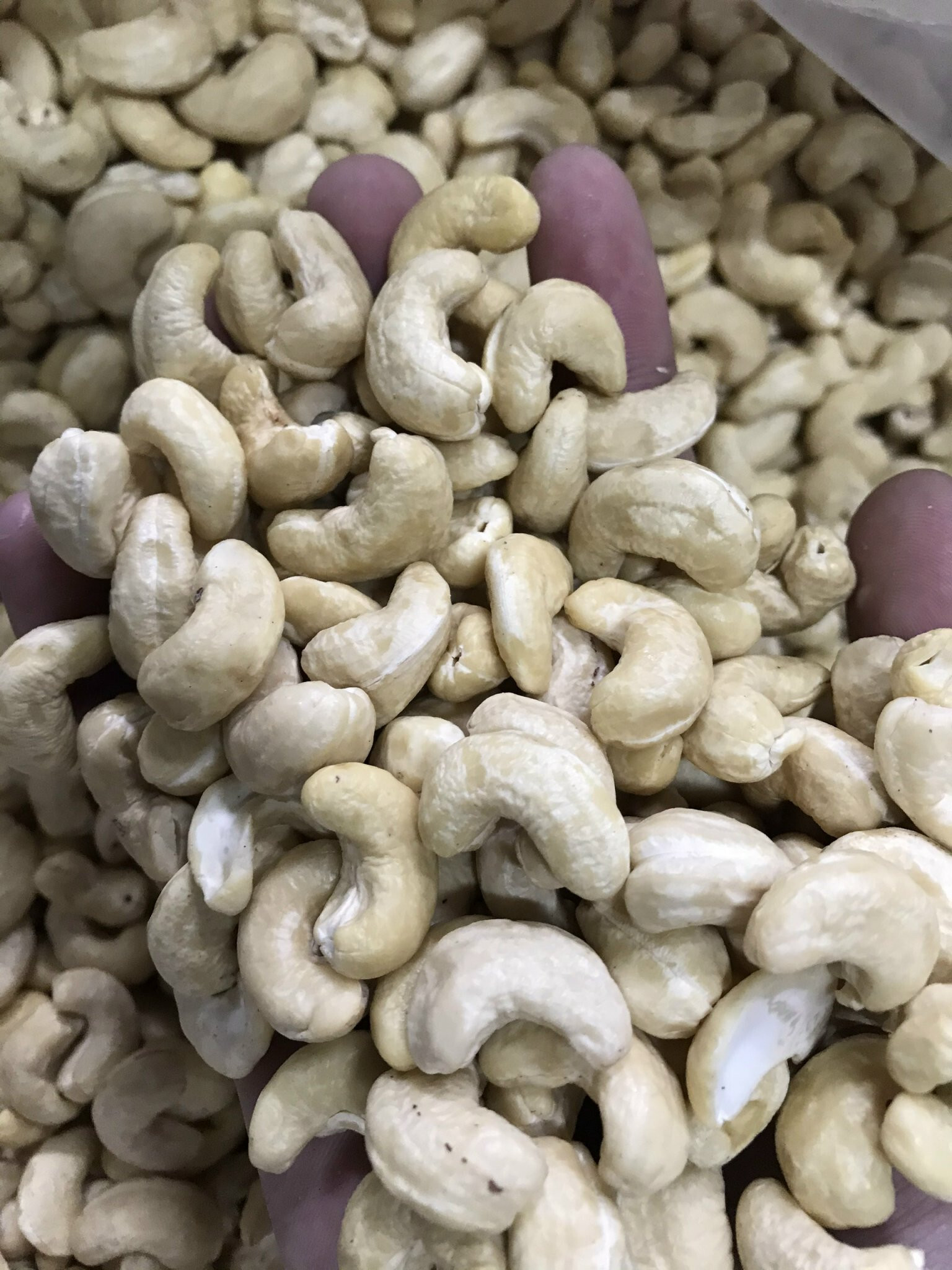 Natural Whole Cashew Nuts - W180 W240 W320 | Organic Dried Pure White Low Moisture 7% 12-month Shelf Life 1000kg Packaging Flavor Varieties: Salted Roasted Fried Raw