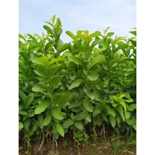 हिसार सफेदा ग्लूवाबा प्लांट