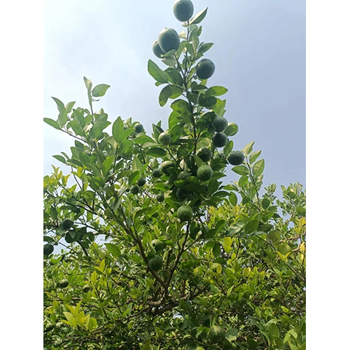 हरा नींबू का पेड़