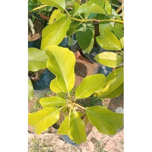 हरा एवोकाडो फल पौधा