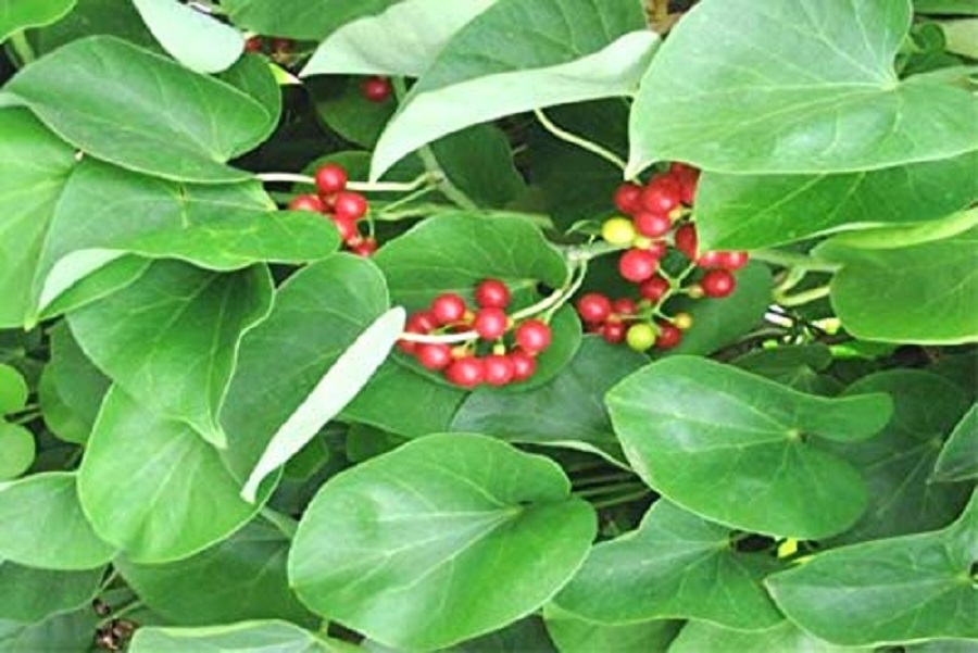 Giloy Capsule Tinospora Cordifolia Capsules Neem Giloy 60 Capsules