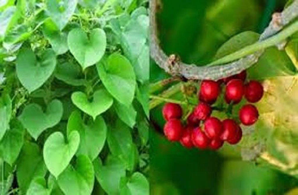 Giloy Capsule Tinospora Cordifolia Capsules Neem Giloy 60 Capsules