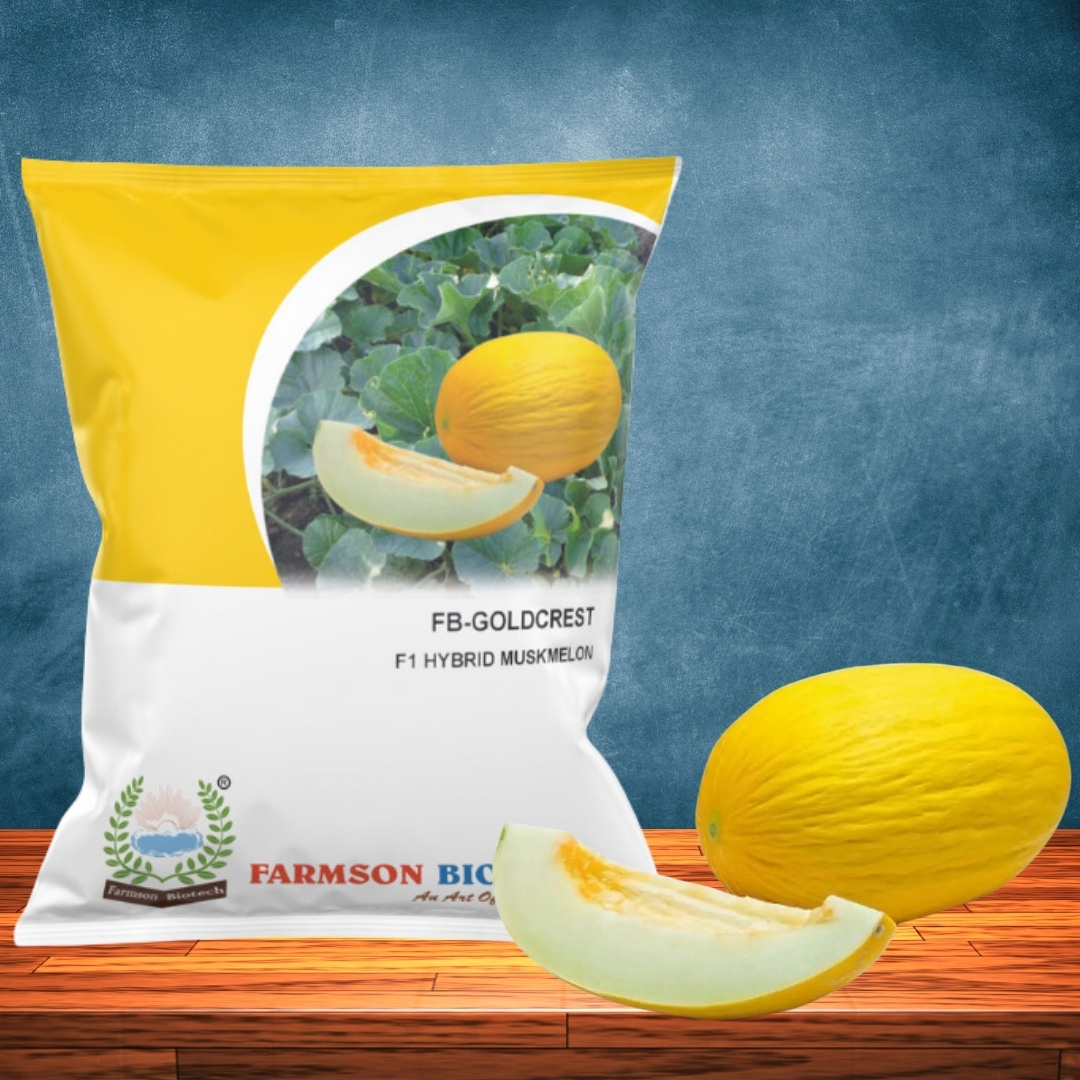 Muskmelon Seeds -Goldcrest F1 Hybrid - Cultivation Type: Common
