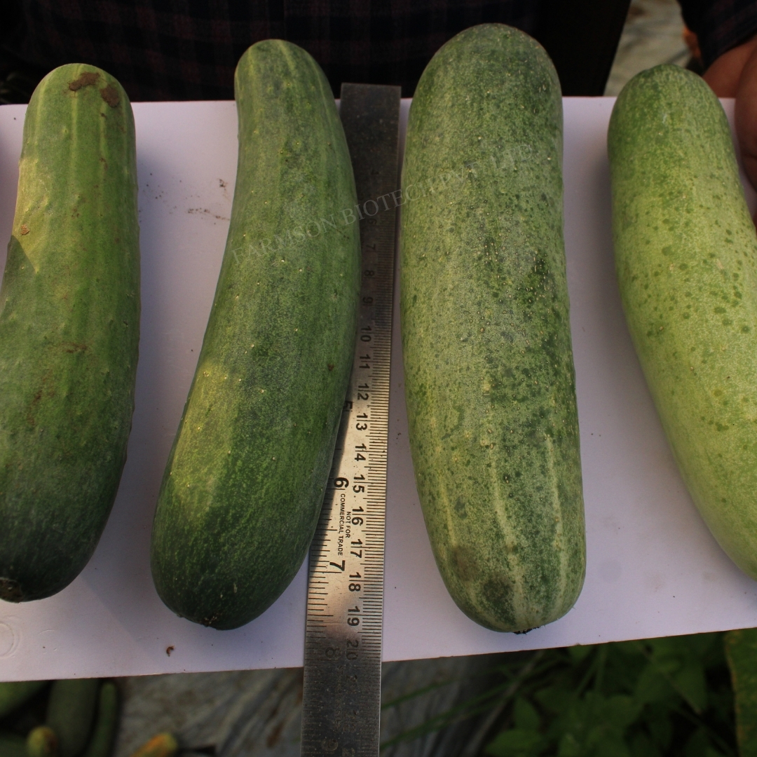 Cucumber Seeds -Madhur F1 Hybrid - Color: Brown