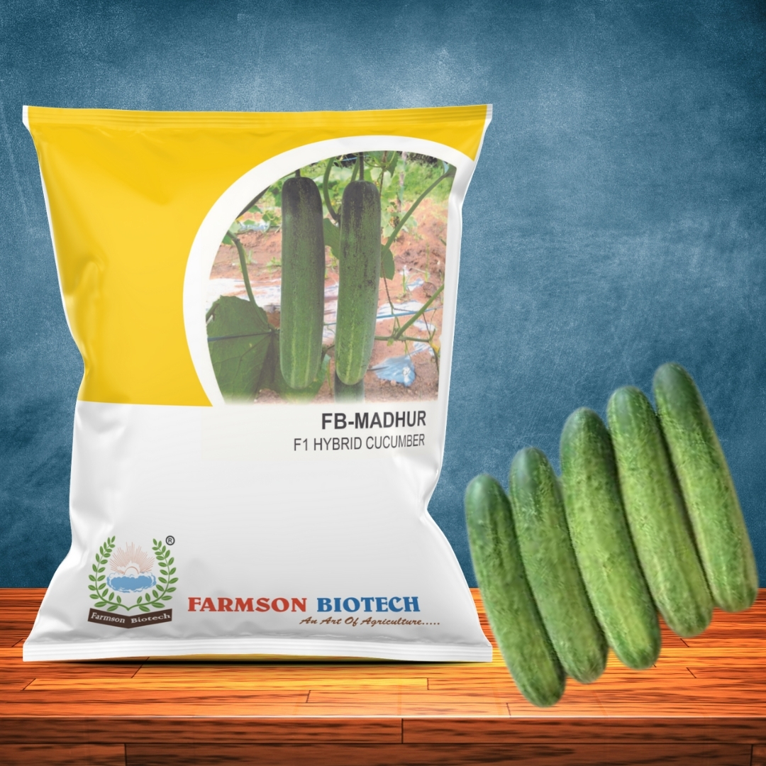 Cucumber Seeds Fb-madhur F1 Hybrid - Color: Brown