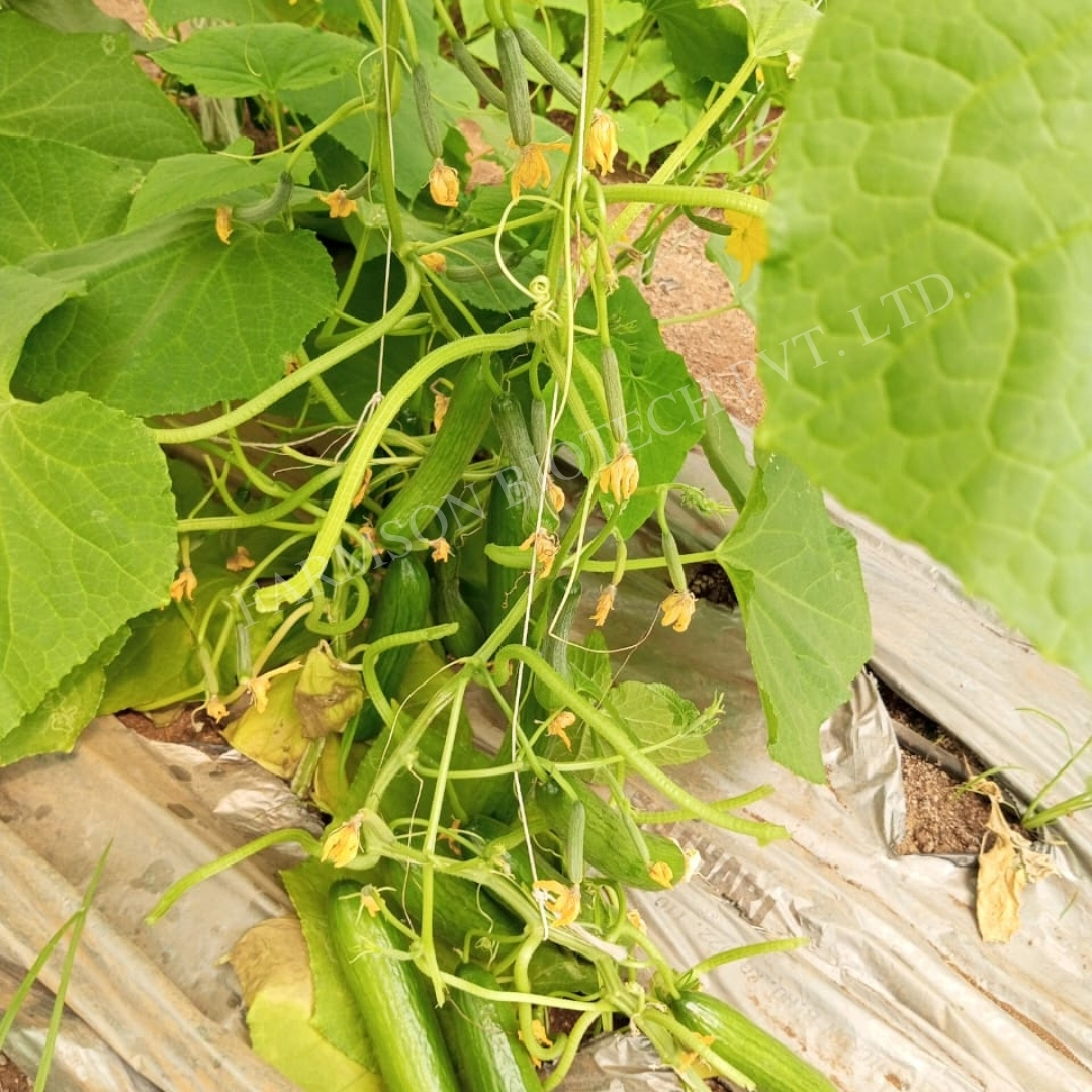 Cucumber Seeds -Lalitag F1 Hybrid - Cultivation Type: Common