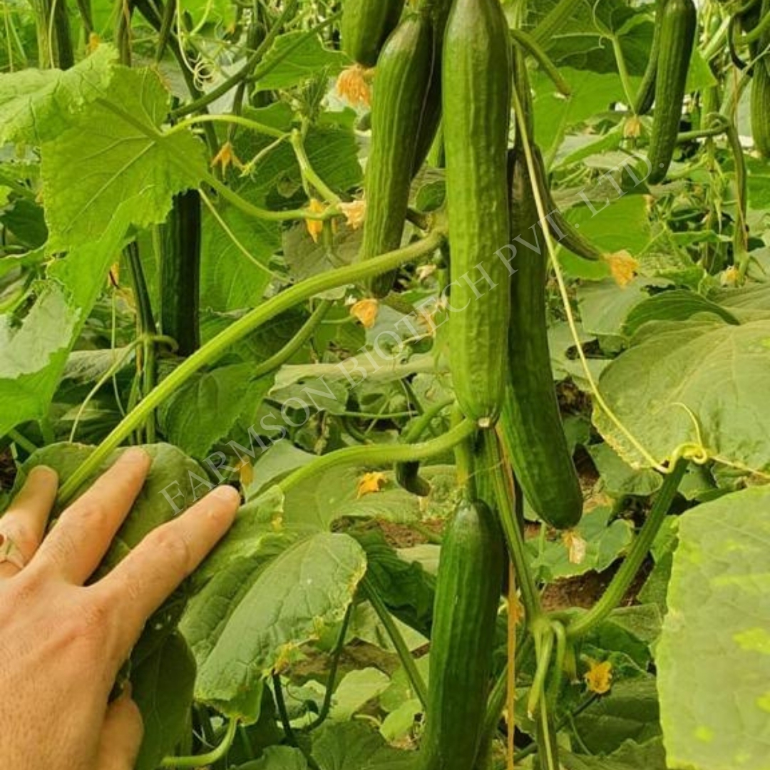 Cucumber Seeds -Lalitag F1 Hybrid - Cultivation Type: Common