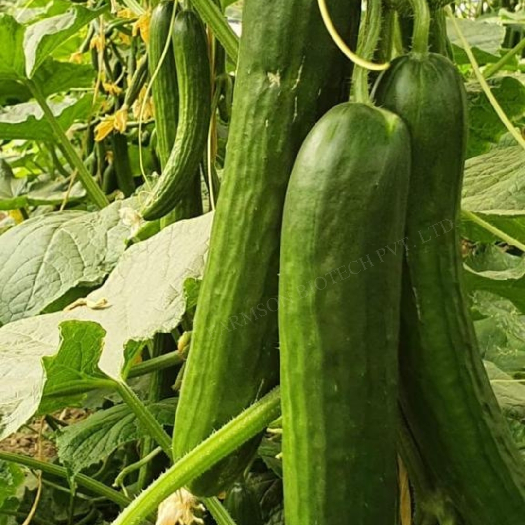 Cucumber Seeds Fb-lalitag F1 Hybrid - Cultivation Type: Common