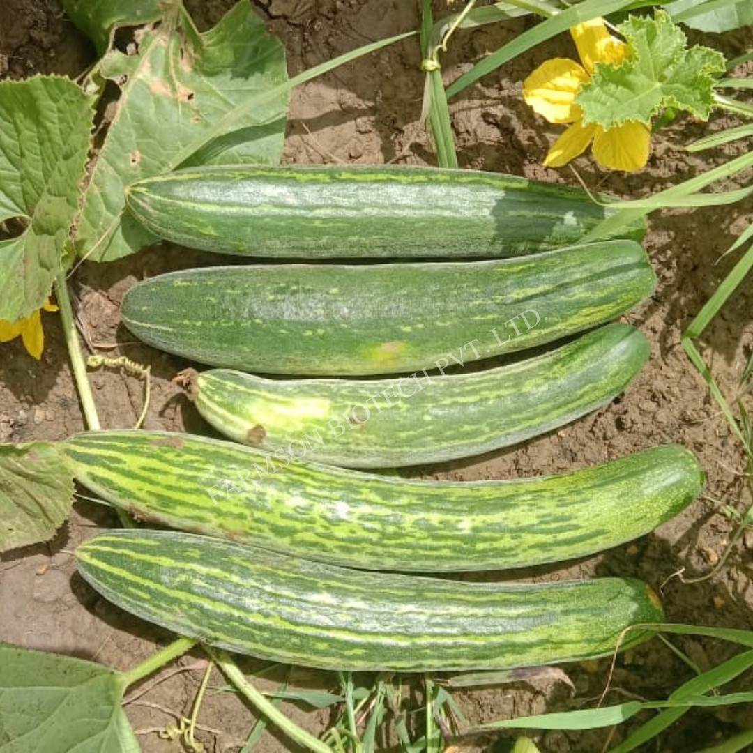 Cucumber Seeds -Keshari - Cultivation Type: Common